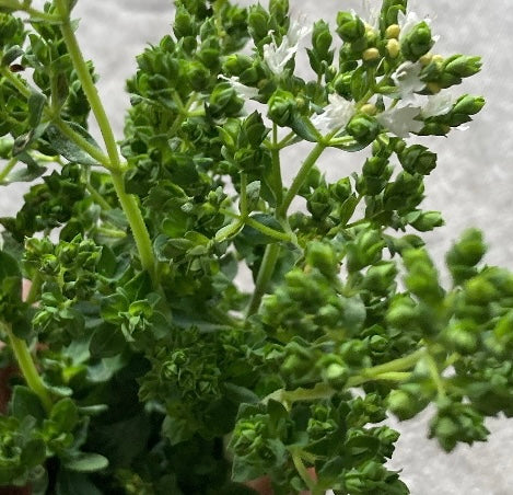Herb - Fresh/Dried (1 bag) Oregano