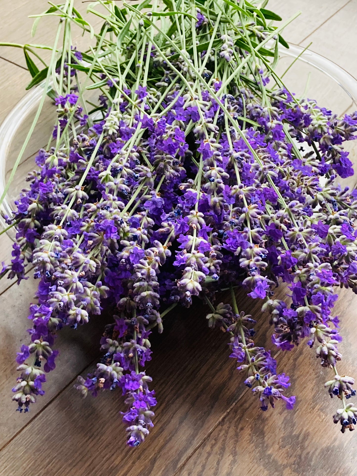 Herb - Fresh/Dried (1 Small box) Lavender